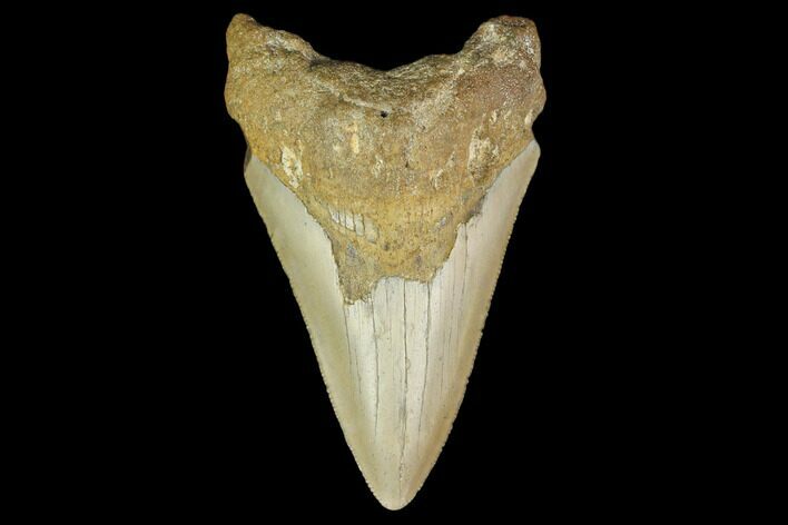 Bargain, Fossil Megalodon Tooth - North Carolina #131599